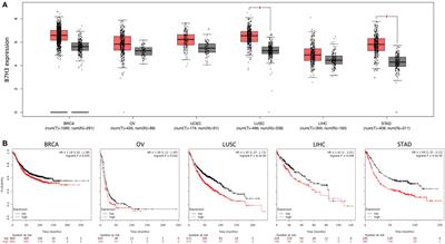 B7H3 As a Promoter of Metastasis and Promising Therapeutic Target